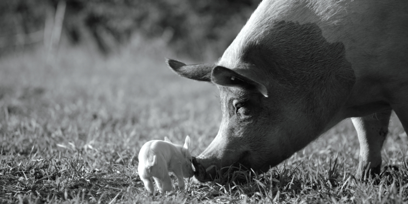 Still elokuvasta Gunda.