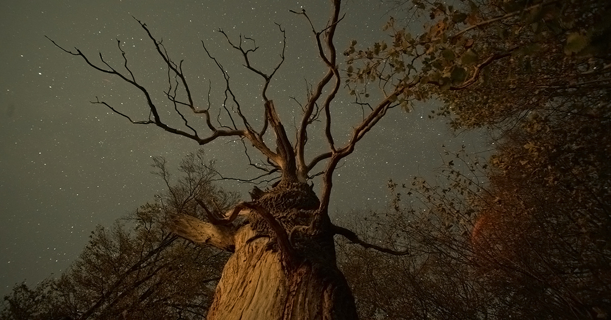Still elokuvasta The Hidden Life of Trees.