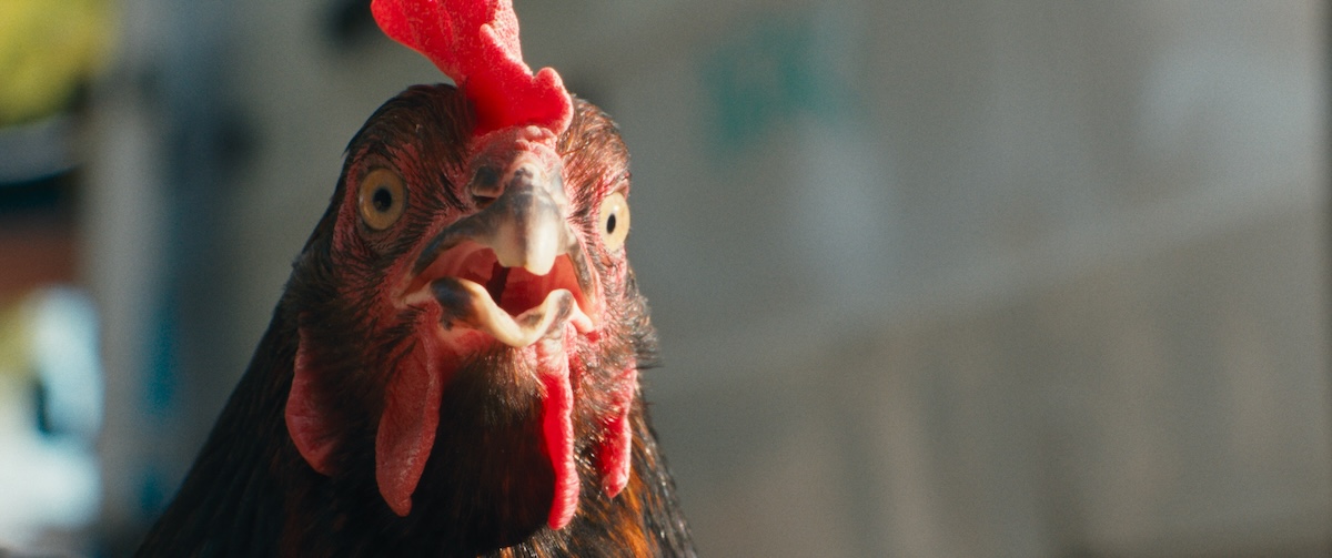 Dracula, a samurai, a Nobel Prize winner and a chicken meet on the cinema screens of Helsinki